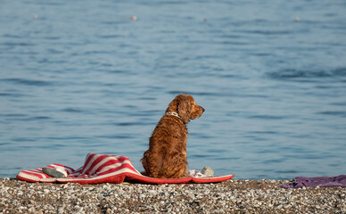 Back view of attractive ginger spaniel sitting on a blanket on the beach. Pet dog at beach is waiting for the owner. Summer holiday vacation with best friend. Animal on sea. Alone dog missing man.