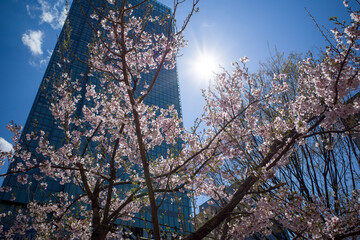 Cherry Blossom in City