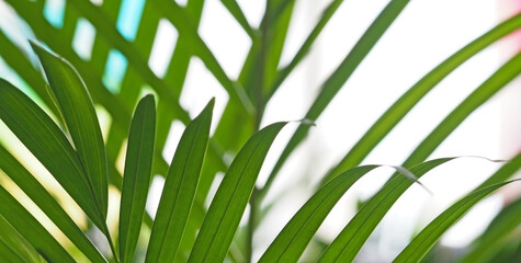 abstract blurred background with green palm leafs horizontal image wide banner defocus bright light picture free space for text