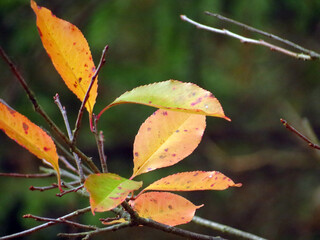 autumn leaves on a tree