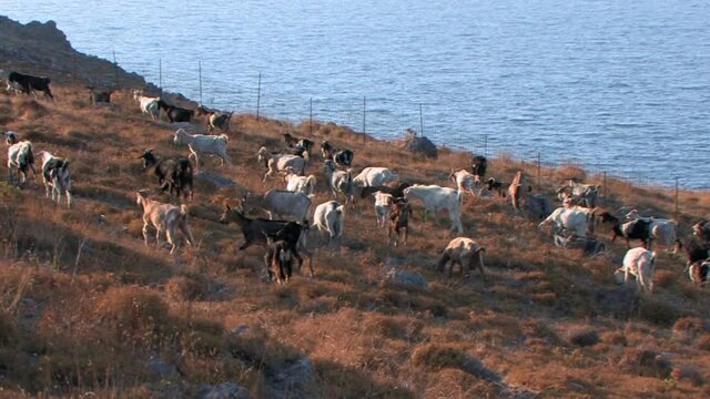 a herd of goats move for grazing by the sea in Patmos Greece