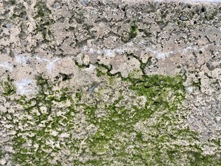 Texture, background of gray concrete wall with green moss.