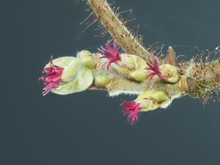 Haselnuss weibliche Blüte