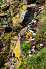 puffin iceland