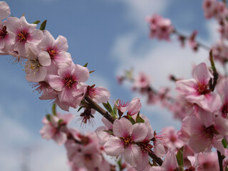 Fototapeta na wymiar 春の京都鴨川沿いに咲く桜