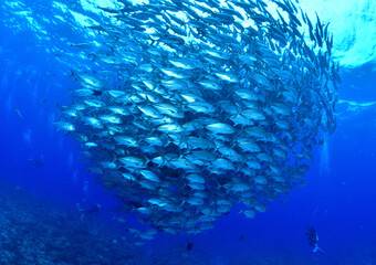 沖縄、粟国島のギンガメアジとダイバー