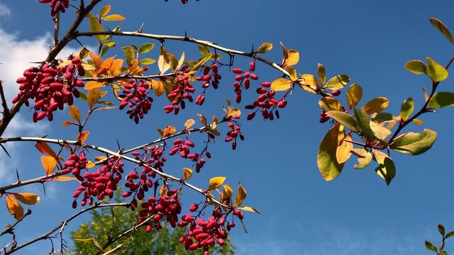 branches of barberry with berries in a bright autumn sky