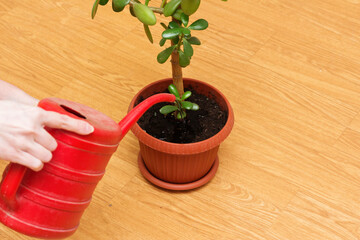 A woman waters a houseplant from a watering can.