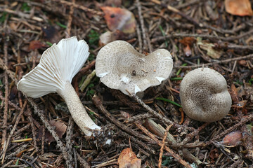 Hygrophorus pustulatus, a woodwax mushroom from Finland with no common english name