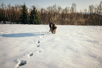 A dog that is covered in snow a Labrador