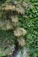 Hylocomium splendens, commonly known as glittering woodmoss, splendid feather moss, stairstep moss,...