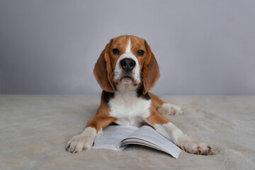 Fototapeta na wymiar beagle dog sitting on floor