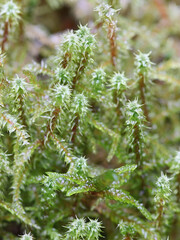 Rhytidiadelphus squarrosus, known as springy turf-moss and square goose neck moss