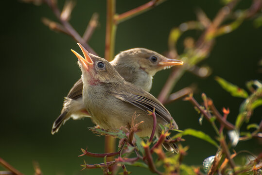 Two nightingales sitting on a branch, Indonesia