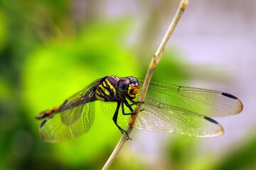 A dragonfly perched on a tree branch on a sunny day