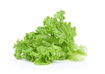 fresh green lettuce salad leaves on white background