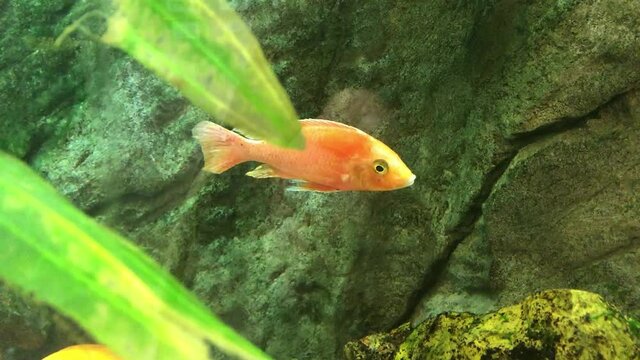 orange fish floating in the aquarium. gold fish