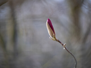 bourgeons de printemps