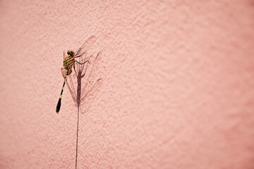 Dragonflies on the wall where the sun shines.	
