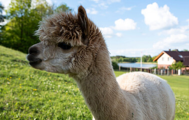 llama in the grass