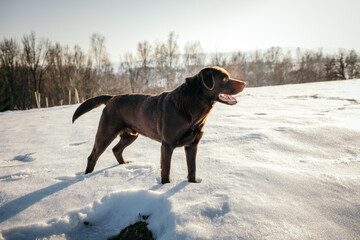 A dog that is standing in the snow a Labrador