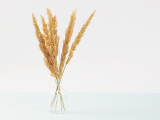 Close up bouquet of dry spikelets on pastel blue background.