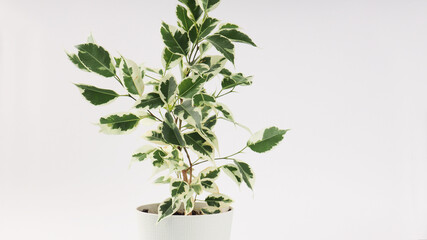 Ficus benjamin banner on a light background, copy space for text