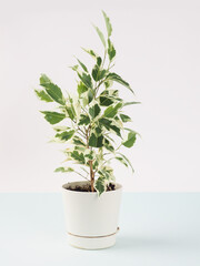 Ficus benjamin banner on a light background, copy space for text