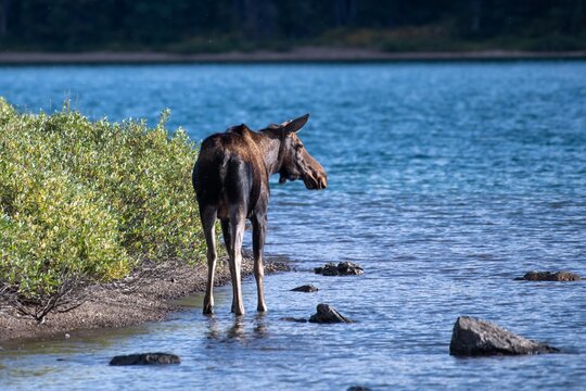 Rear view of a Canadian Moose standing in Maligne Lake, Jasper National Park, Alberta, Canada