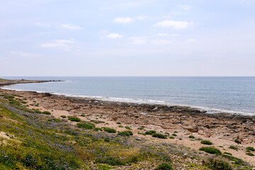 coast of the sea in spring
