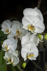 Fototapeta na wymiar Natural background with the beautiful orchids white phalaenopsis at Nursery orchids in Thailand. Orchids and garden on nature background ideas concept. Selective focus and free space foe text.