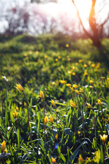 beautiful wild yellow tulips on the meadow