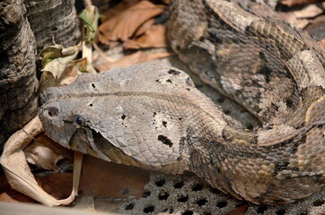Klapperschlange, Schlange, giftige Schlange