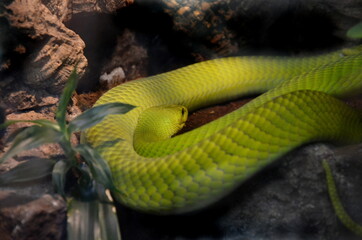 Grüne Mamba, Mamba, giftige Schlange
