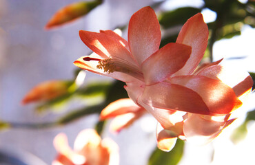 peach flower, Schlumbergera Beach Dancer