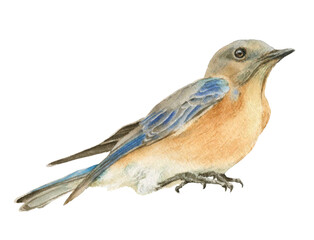 A bluebird  hand drawn in watercolor isolated on a white background. Watercolor illustration. 