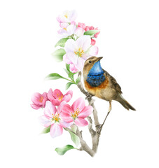 Blooming apple branch and a bird hand drawn in watercolor isolated on a white background. Watercolor illustration. Apple blossom. Floral composition. Spring watercolor illustration