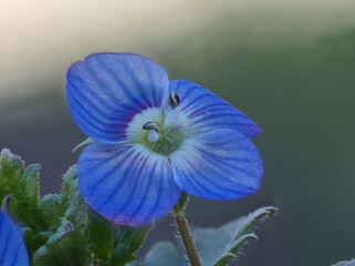 Gamander-Ehrenpreis (Veronica chamaedrys)