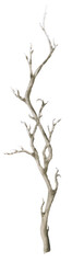 Bare leafless branch hand drawn in watercolor isolated on a white background. Watercolor illustration. Floral element. Dry branch