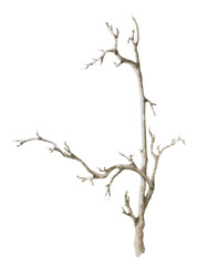 Bare leafless branch hand drawn in watercolor isolated on a white background. Watercolor illustration. Floral element. Dry branch