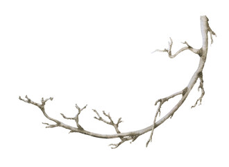 Bare leafless branch hand drawn in watercolor isolated on a white background. Watercolor illustration. Floral element. Dry branch