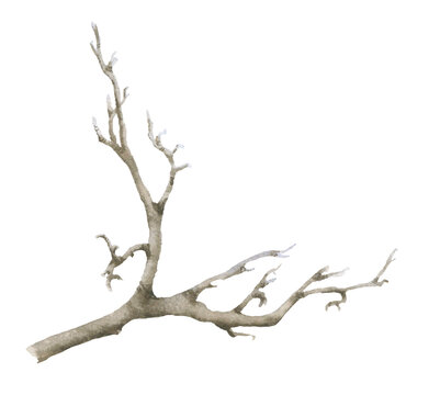 Bare leafless branch hand drawn in watercolor isolated on a white background. Watercolor illustration. Floral element. Dry branch