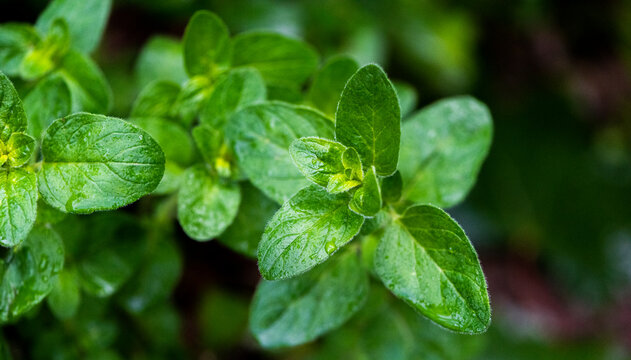 Twig of fresh oregano