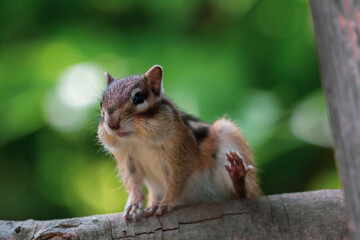 シマリス