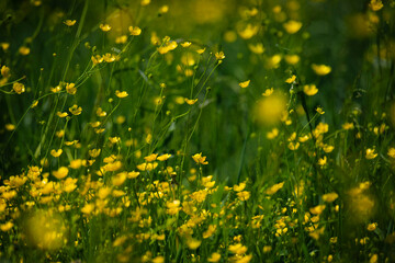 Obraz premium background texture green grass and many small yellow meadow flowers. wildflowers top view. abstract seasonal background, summer little flowers, nature spring, floral abstraction, soft selective focus
