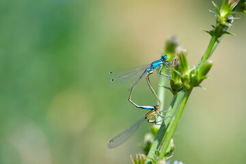 Coenagrion puella. two dragonflies on a green branch, place for text. a pair of dragonflies mate in a bright and green natural environment. close-up. light green background. blue and yellow dragonfly