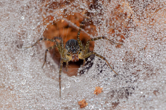 Wolf spider in a dew covered spider's web, Indonesia