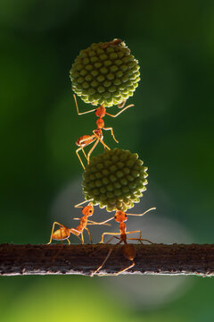 Three ants on a branch carrying heavy plants, Indonesia