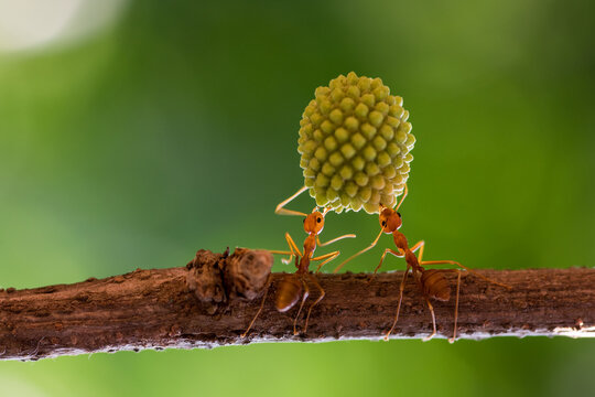 Two ants standing on a branch carrying a heavy fruit, Indonesia