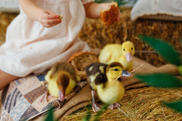 Easter composition. Close-up of ducklings in the hay. A child feeds a fluffy duckling. © Elena 